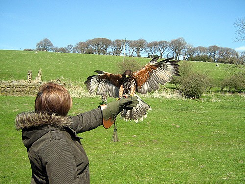 Hawk Person